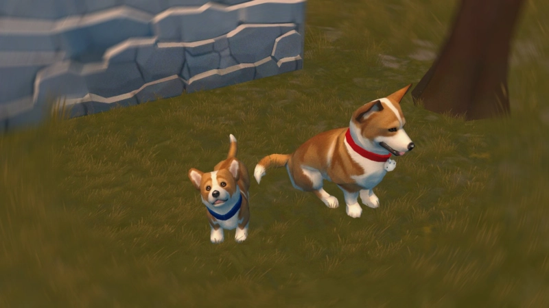 Corgi